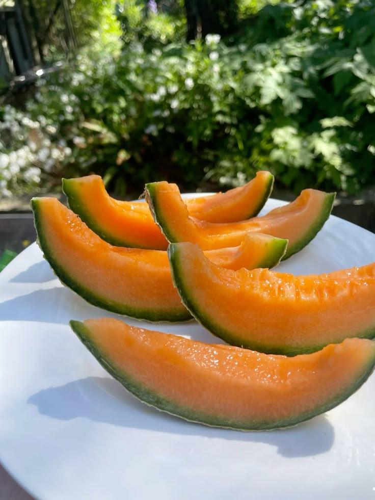 Garden Glories: Crisp Veggie Collection Patch